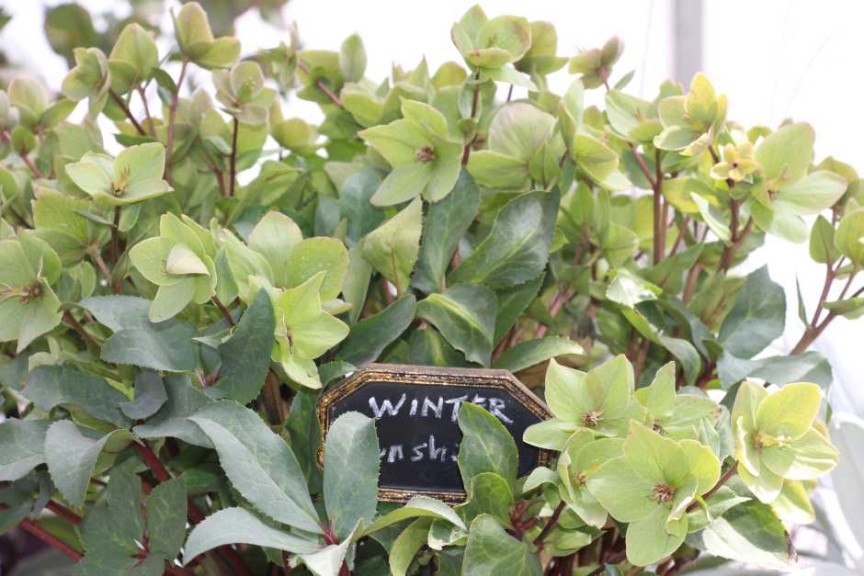 Pacific Plug & Liner