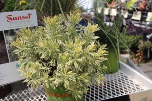 Southern Living/Sunset Western Collection