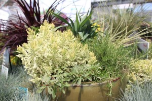 Southern Living/Sunset Western Collection