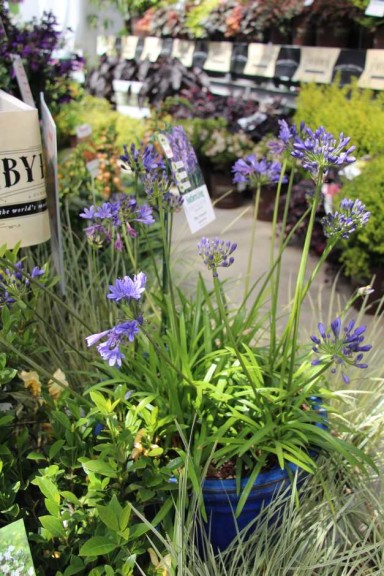 Southern Living/Sunset Western Collection