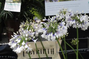 Southern Living/Sunset Western Collection