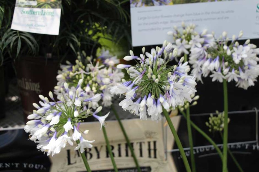 Southern Living/Sunset Western Collection