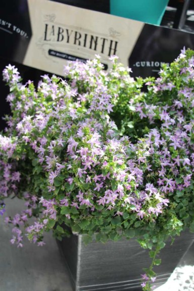 Pacific Plug & Liner