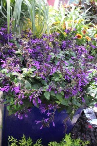 Southern Living/Sunset Western Collection