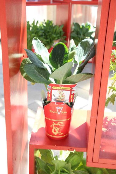 Asian Vegetables - Japanese Greens