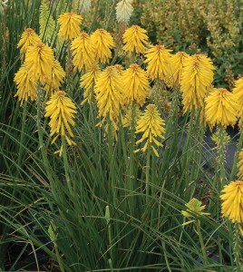 Kniphofia 'Banana Popsicle' 