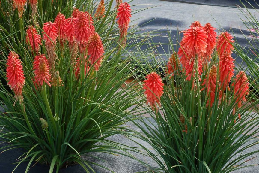 Kniphofia 'Poco Red' 