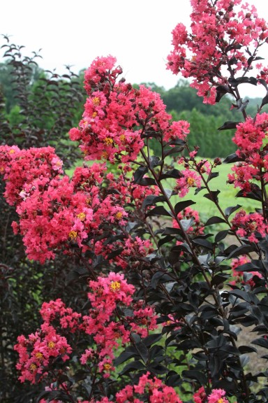 Crape Myrtle ‘First Editions Midnight Magic’ (Bailey Nurseries)