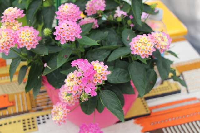 Lantana camara 'Esperanta/Evita Pink' (Volmary)