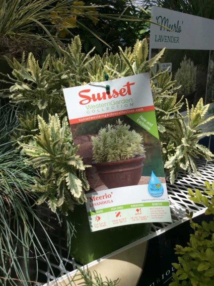 Lavandula 'Meerlo' (Sunset Western Garden Collection)