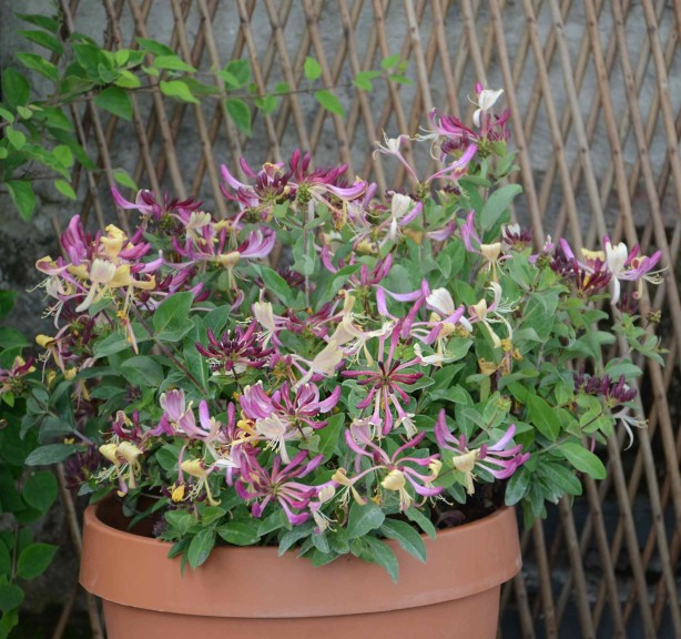 Lonicera ‘Groundhugger’ (Ball Ornamentals)