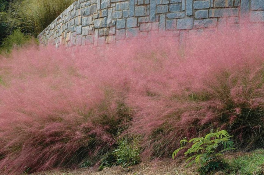 Grass For Warm Climates - Muhlenbergia capillaris