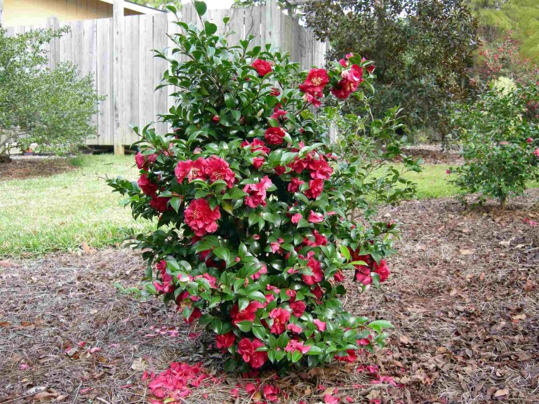 Camellia hiemalis ‘October Magic Ruby’ (Plants Nouveau)