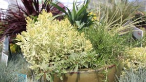 6 Breeding Companies Serve Up New Varieties At Pacific Plug & Liner