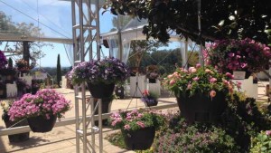 Allan Armitage’s Favorite Plants From Proven Winners, Syngenta And Danziger