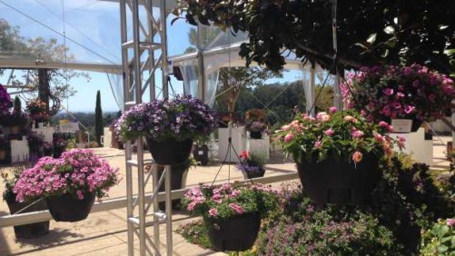 Allan Armitage’s Favorite Plants From Proven Winners, Syngenta And Danziger