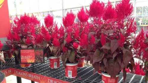Sakata’s Celosia ‘Dragon’s Breath’ Steals The Show In Salinas