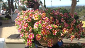Proven Winners Shows Off Its Newest Plant Rock Stars At Spring Trials