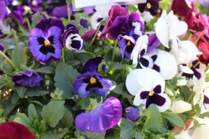 Pansy Inspire DeluXXe Mulberry Mix