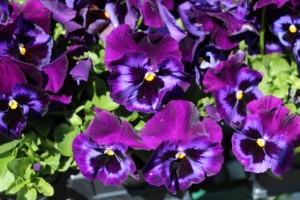 Pansy (Viola ×wittrockiana 'Inspire DeluXXe Denim')