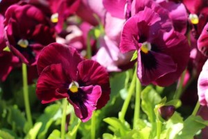 Pansy (Viola ×wittrockiana 'Inspire DeluXXe Rose Blotch')