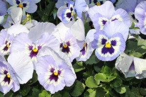 Pansy (Viola ×wittrockiana 'Inspire Plus Marina') 
