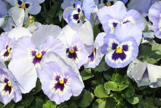 Pansy (Viola ×wittrockiana 'Inspire Plus Marina') 
