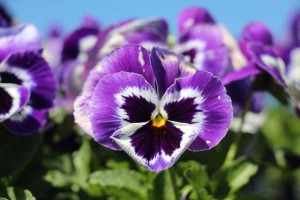 Pansy (Viola ×wittrockiana 'Inspire Plus Violet Face')