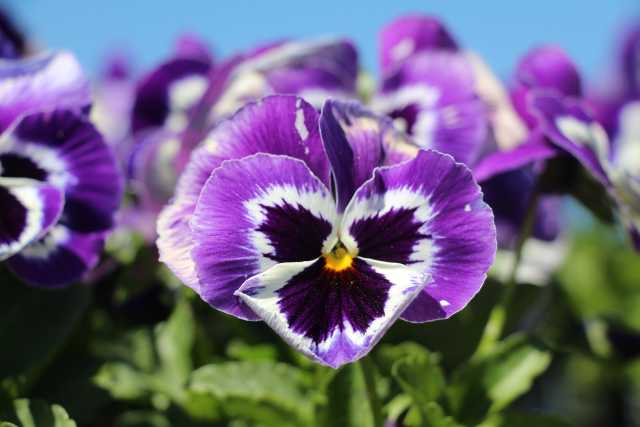 Pansy (Viola ×wittrockiana 'Inspire Plus Violet Face')