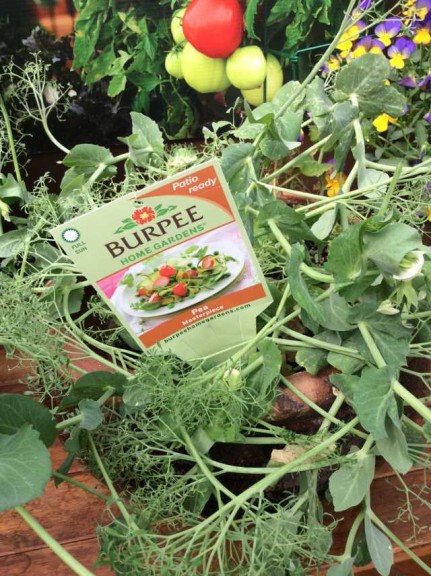 Pea 'Masterpiece' (Burpee Home Gardens)
