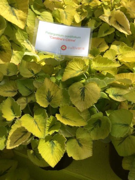 Pelargonium cordifolium 'Caroline's Citrine (Cultivaris)