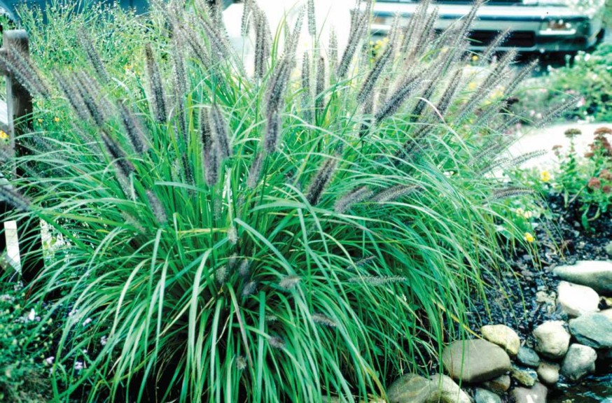 Grass To Be Careful With - Pennisetum alopecuroides 'Moudry'
