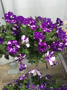 Petunia 'Night Sky' (Ball Horticulture)