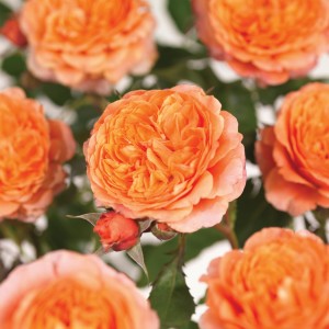 Patio Rose ‘Summer Fling Saturnus King Terrazza’ (Blooms Of Bressingham)