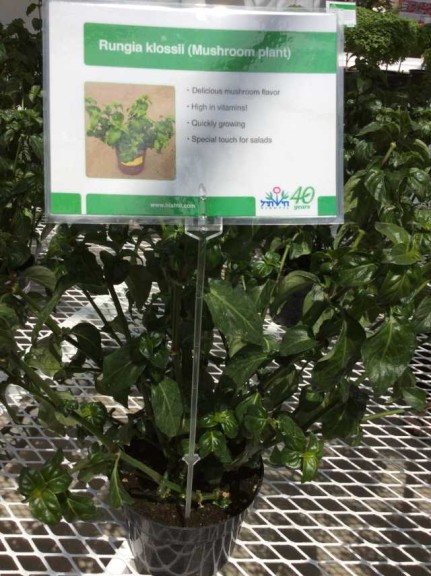 Rungia klossii - Mushroom Plant (Hishtil)
