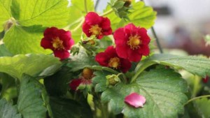 Speedling Inc. Presents New Varieties From ABZ Seeds, Hem Genetics, Thompson & Morgan, Vista Farms & PSI