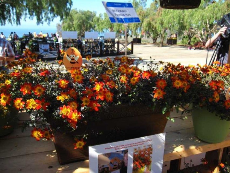 Bidens 'Beedance Painted Red' (Suntory Flowers)