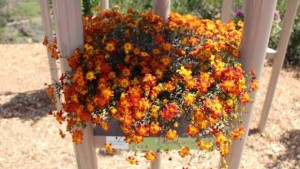 Suntory Flowers’ New BeeDance Bidens Causes A Buzz, While EuroAmerican Propagators Saves Water With Sipsters