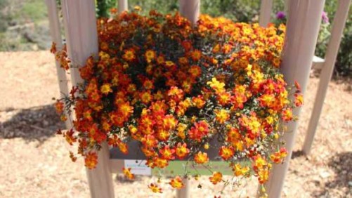 Suntory Flowers’ New BeeDance Bidens Causes A Buzz, While EuroAmerican Propagators Saves Water With Sipsters