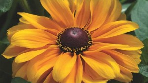 How Team Raker Gets Ready For Spring Trials And Makes Decisions On New Varieties