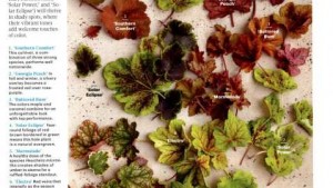 Look At What’s New At Terra Nova Nurseries
