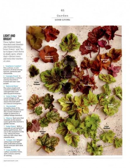 Heucheras in Martha Stewart Living