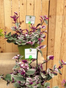Tradescantia fluminensis 'Lilac' (GroLink)