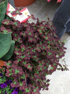Trifolium 'Isabella' (Ball Ingenuity)