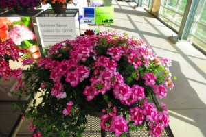 Verbena 'Hurrican Pink' (Westhoff)