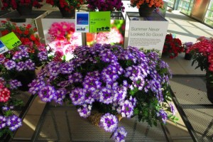 Verbena 'Hurricane Blue' (Westhoff)