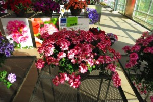 Verbena 'Hurricane Red' (Westhoff)