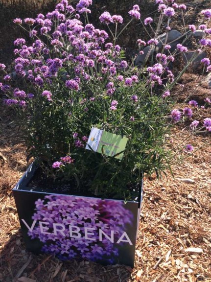 Verbena 'Pompous Purple' (EuroAmerican Propagators)