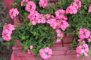 Verbena ×peruviana 'Vectura Bright Pink' (Volmary)