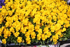 Viola 'Admire Yellow'